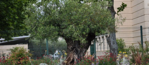 Terres du Soleil - LES JARDINS DU CHATEAU - PIGNAN