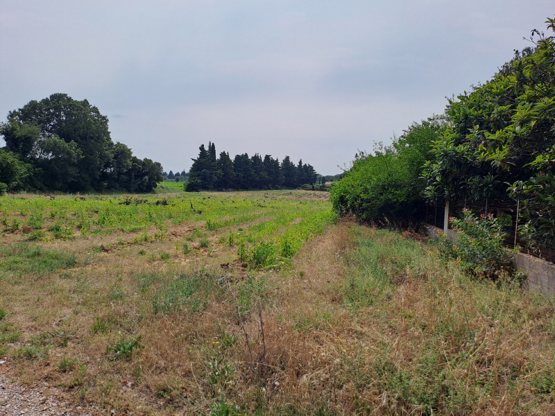 Terres du Soleil - Programme LES VIGNES
